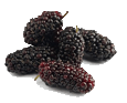 Mulberriessmallgif — ALL Fruits option 42