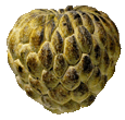 Sugarapplesmallgif — ALL Fruits option 66
