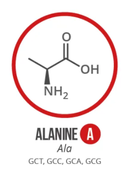 Screen Shot 2021 06 03 At 90909 Ampng — Amino Acids option 1