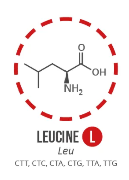Screen Shot 2021 06 03 At 90920 Ampng — Amino Acids option 4