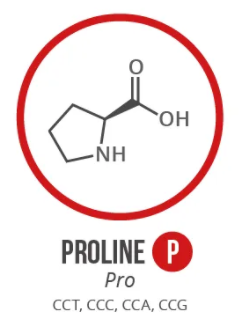 Screen Shot 2021 06 03 At 90924 Ampng — Amino Acids option 5
