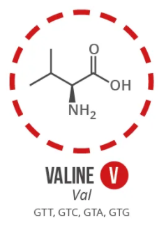 Screen Shot 2021 06 03 At 90927 Ampng — Amino Acids option 6
