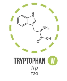 Screen Shot 2021 06 03 At 90935 Ampng — Amino Acids option 8