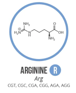 Screen Shot 2021 06 03 At 90950 Ampng — Amino Acids option 12