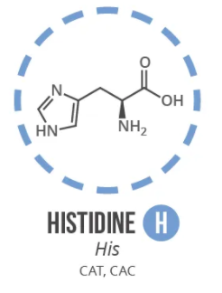 Screen Shot 2021 06 03 At 90953 Ampng — Amino Acids option 13
