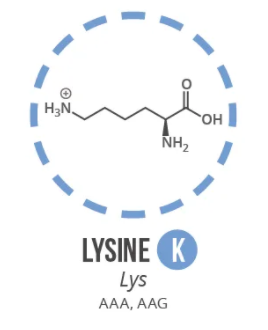 Screen Shot 2021 06 03 At 90958 Ampng — Amino Acids option 14