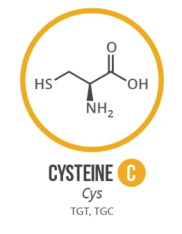 Screen Shot 2021 06 03 At 91010 Ampng — Amino Acids option 17