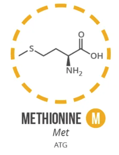 Screen Shot 2021 06 03 At 91014 Ampng — Amino Acids option 18