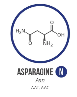 Screen Shot 2021 06 03 At 91018 Ampng — Amino Acids option 19