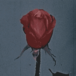 Ae77595b36d0a7546418c8df442bb6187gif — Amnesty Memmbers option 25