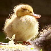 Aea939843ac7736e0d3beaa737c3c2f61gif — Amnesty Memmbers option 26
