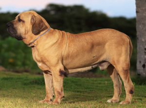 E05c07e84376e68587b1b5e8d2b48b6abreedjpg — Animais Brasileiros option 7