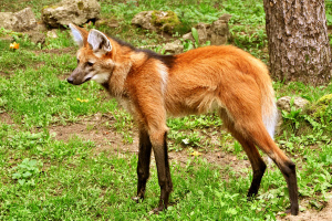 Lobo Guarajpg — Animais Brasileiros option 9