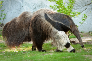 Tamanduabandeirajpg — Animais Brasileiros option 13