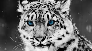 Descarga 2jfif — Animales de todo tipo option 23