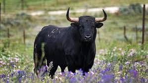 Descarga 42jfif — Animales de todo tipo option 37