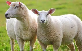 Descarga 43jfif — Animales de todo tipo option 38