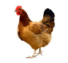 Descarga 50jfif — Animales de todo tipo option 46