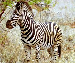 Descarga 54jfif — Animales de todo tipo option 50