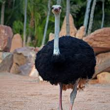Descarga 60jfif — Animales de todo tipo option 57