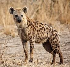 Descarga 65jfif — Animales de todo tipo option 62