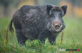 Descarga 68jfif — Animales de todo tipo option 65