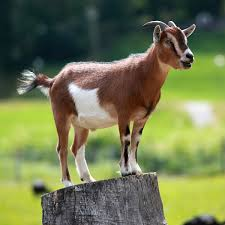 Descarga 69jfif — Animales de todo tipo option 66