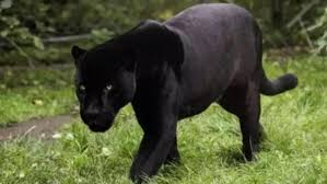 Descarga 74jfif — Animales de todo tipo option 72