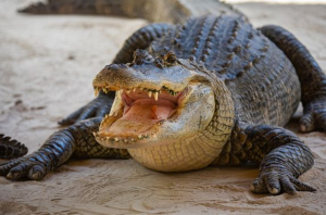 Alligatorjpg — Animaux dans l'octogone option 1