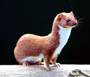 Belettejpg — Animaux dans l'octogone option 6