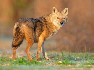 Chacaljpg — Animaux dans l'octogone option 14