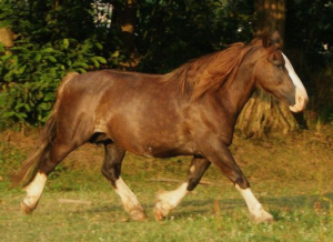 Chevaljpg — Animaux dans l'octogone option 19