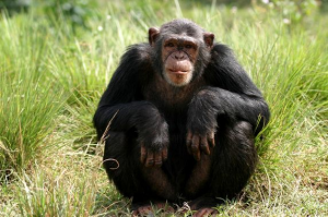Chimpanzjpg — Animaux dans l'octogone option 21