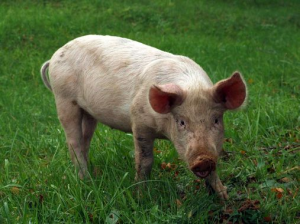 Cochonjpg — Animaux dans l'octogone option 24