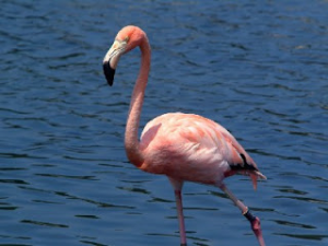Flamant Rosejpg — Animaux dans l'octogone option 32