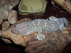 Geckojpg — Animaux dans l'octogone option 33