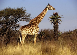Girafejpg — Animaux dans l'octogone option 34