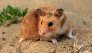 Hamsterjpg — Animaux dans l'octogone option 39