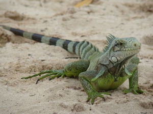 Iguanejpg — Animaux dans l'octogone option 45