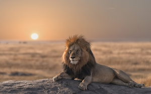 Lionjpg — Animaux dans l'octogone option 52