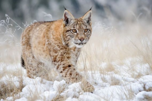 Lynxjpg — Animaux dans l'octogone option 59