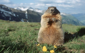 Marmottejpg — Animaux dans l'octogone option 64