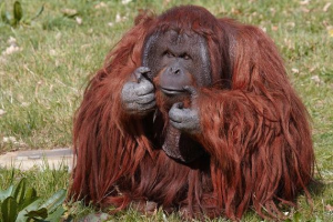 Orang Outanjpg — Animaux dans l'octogone option 70