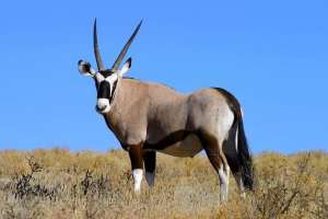 Oryxjpg — Animaux dans l'octogone option 72