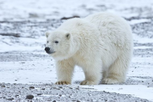 Ours Blancjpg — Animaux dans l'octogone option 74