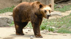 Ours Brunjpg — Animaux dans l'octogone option 75