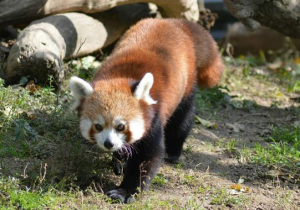 Panda Rouxjpg — Animaux dans l'octogone option 76