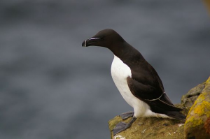 Pingouinjpg — Animaux dans l'octogone option 86