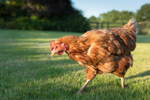 Poulejpg — Animaux dans l'octogone option 89