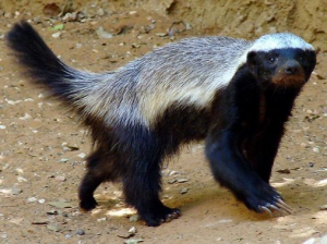 Rateljpg — Animaux dans l'octogone option 92